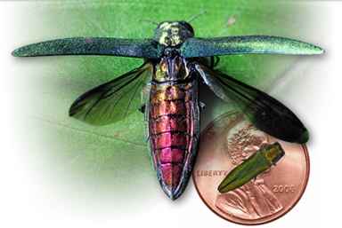 emerald ash borer Utah compares to USA Penny picture
